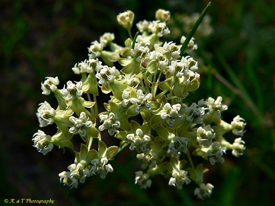 Asclepias Verticillata